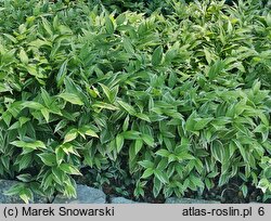 Disporum sessile cv. Variegatum (parnik wspaniały)