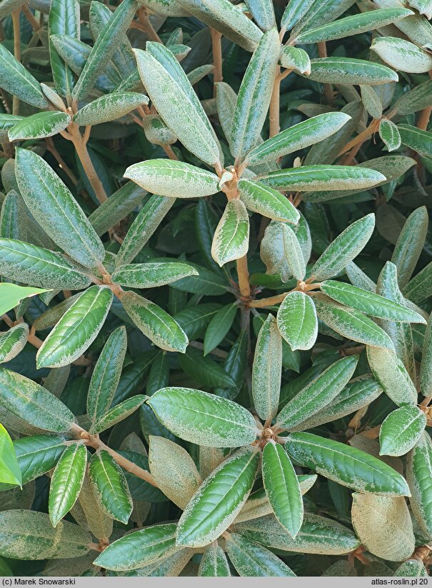 Rhododendron bureavii Chocolate Dane