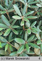 Rhododendron bureavii Chocolate Dane