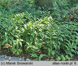 Smilacina stellata (majówka gwiazdkowata)