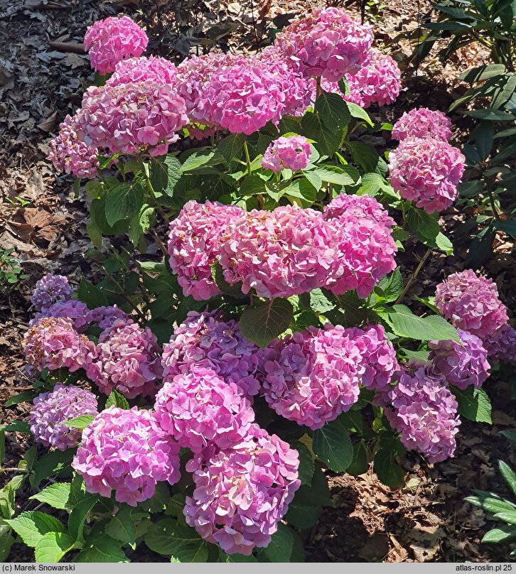 Hydrangea macrophylla Magical Revolution