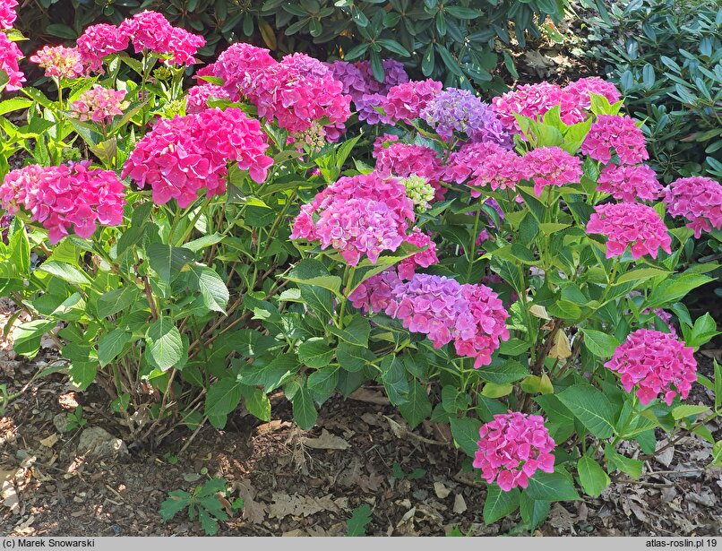 Hydrangea macrophylla Oslo