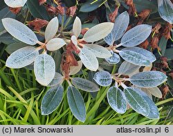 Rhododendron hort. Silbervelours