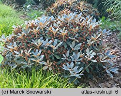 Rhododendron hort. Silbervelours