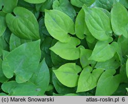 Epimedium pubigerum Orangekönigin