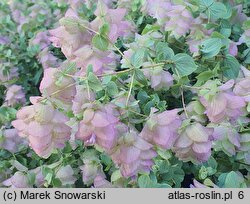 Origanum Kent Beauty