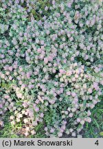 Origanum Kent Beauty