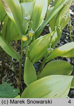 Convallaria majalis Aurea