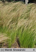 Nassella tenuissima Pony Tails