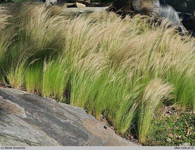 Nassella tenuissima Pony Tails