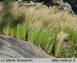 Nassella tenuissima Pony Tails