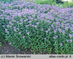 Monarda Tante Polly