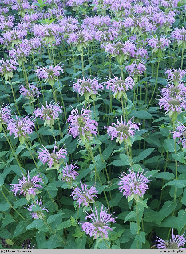 Monarda Tante Polly