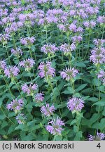 Monarda Tante Polly