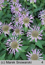 Monarda Tante Polly