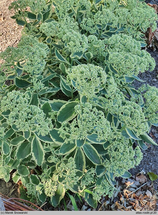 Sedum hort. Lajos