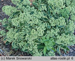 Sedum Lajos