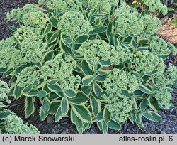 Sedum Lajos