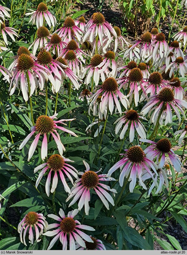 Echinacea JS Engeltje