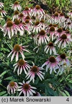 Echinacea JS Engeltje