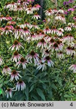 Echinacea JS Engeltje