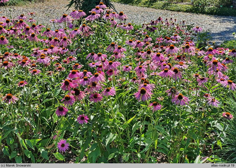 Echinacea Green Twister