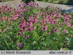 Echinacea Green Twister