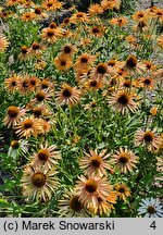 Echinacea Big Kahuna