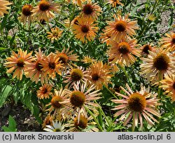 Echinacea Big Kahuna