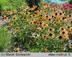 Echinacea Big Kahuna