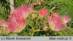 Albizia julibrissin Pos 1