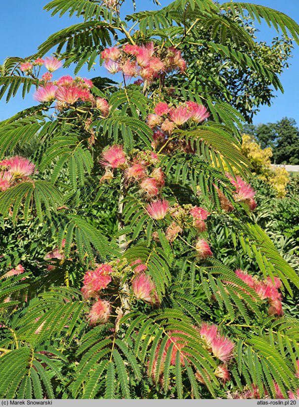 Albizia julibrissin Pos 1