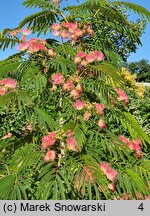 Albizia julibrissin Pos 1