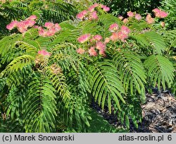 Albizia julibrissin Pos 1