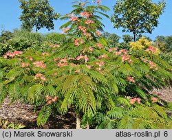 Albizia julibrissin Pos 1