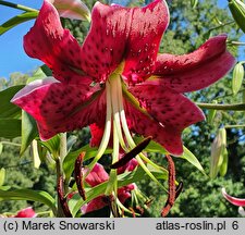 Lilium Miss Feya