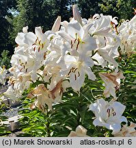 Lilium Zambesi