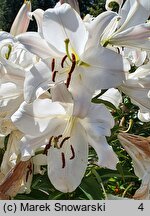 Lilium Zambesi