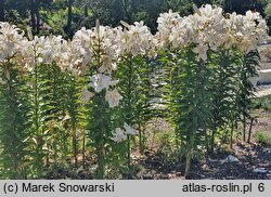 Lilium Zambesi