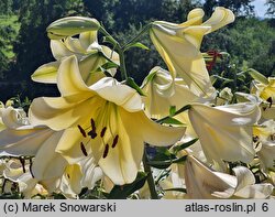 Lilium Conca d'Or