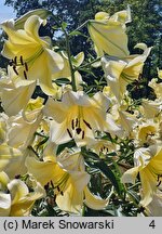 Lilium Conca d'Or