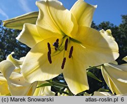 Lilium Conca d'Or