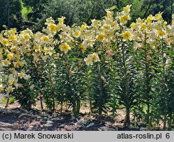 Lilium Conca d'Or