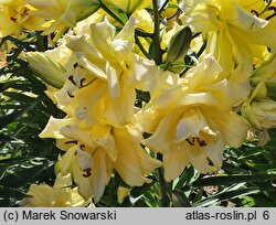 Lilium Exotic Sun