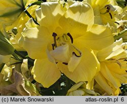 Lilium Exotic Sun