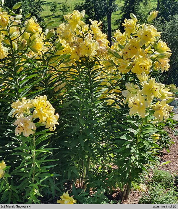 Lilium Exotic Sun