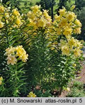 Lilium Exotic Sun