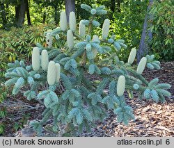 Abies numidica Glauca