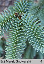 Abies numidica Glauca