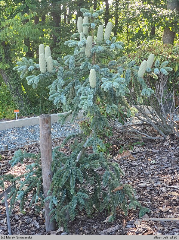 Abies numidica Glauca